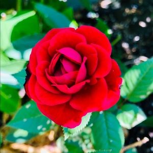 Meet your Posher, Jean